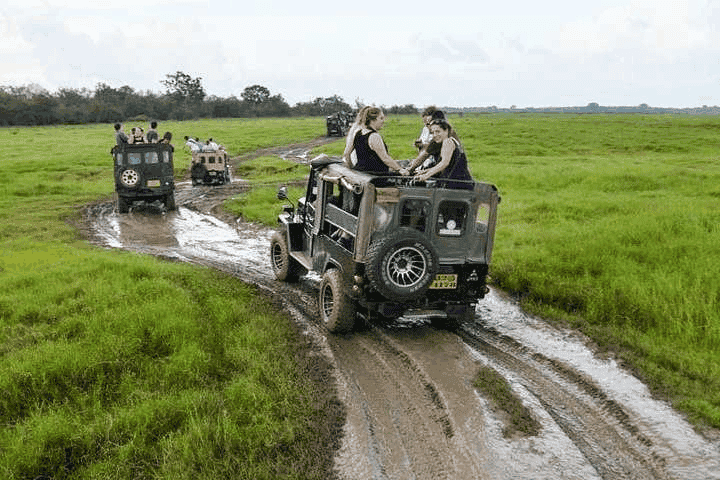 A safari jeep driving through the Wilpattu National Park