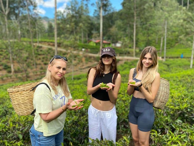 Tea Plantation Visit Tea Factory Tour and Tea Tasting