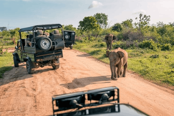 Safari jeeps driving through Yala National Park