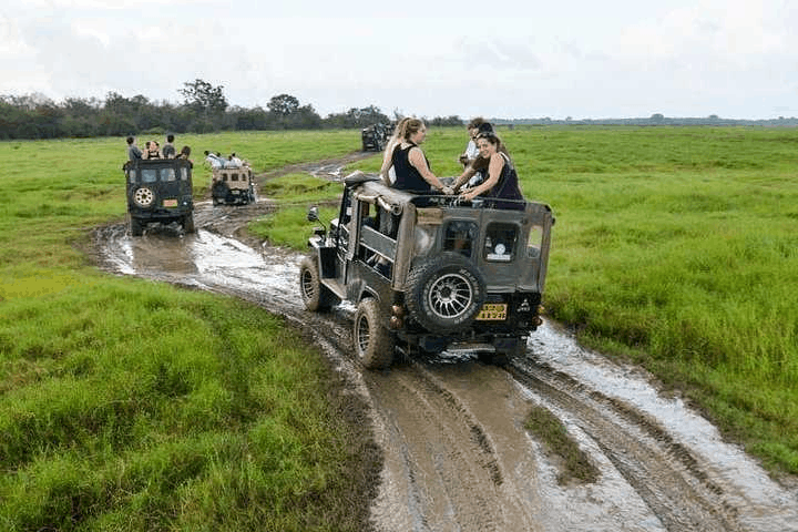 A safari jeep driving through the Wilpattu National Park